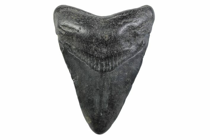 Juvenile Megalodon Tooth - South Carolina #362219